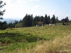 Les hautes-chaumes forment un terrain de pâture idéal pour les vaches